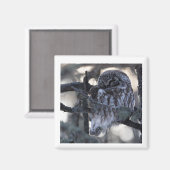 boreale uilmagneet magneet (Voorkant / Achterkant)