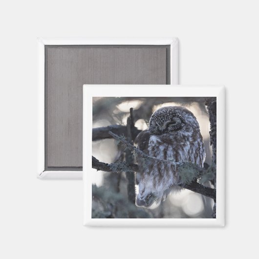 boreale uilmagneet magneet