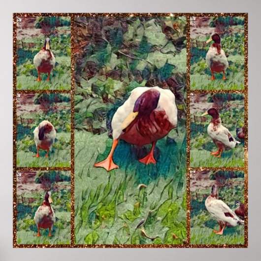 Bored Duck Photo Collage, Poster (Voorkant)