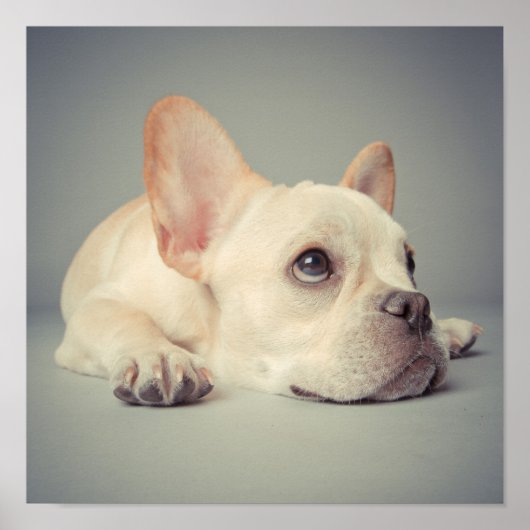 Bored French Bulldog Poster (Voorkant)