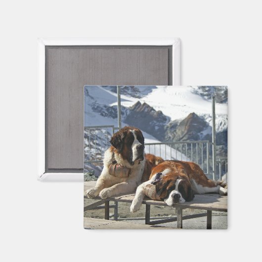Bored St Bernard Magneet (Voorkant / Achterkant)
