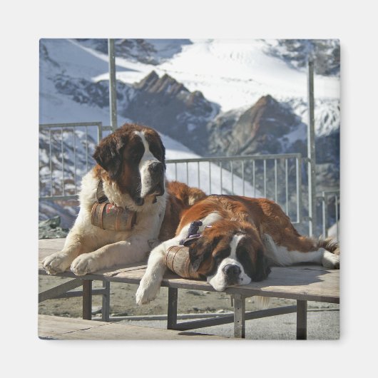 Bored St Bernard Magneet (Voorkant)