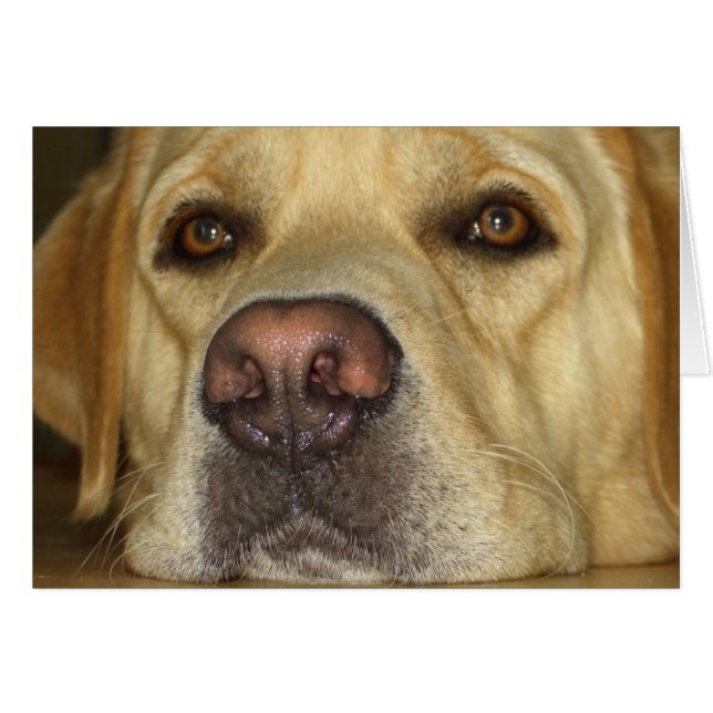 Boredom - Cute Yellow Labrador (Voorkant Horizontaal)