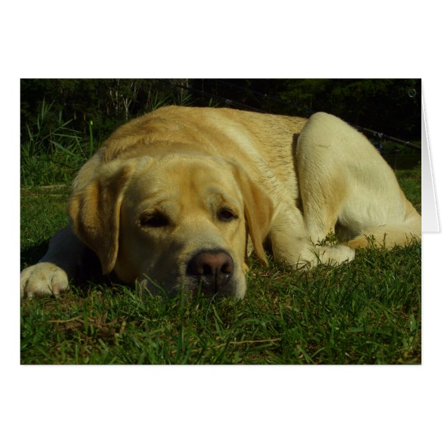 Boredom - Labrador in groengras (Voorkant Horizontaal)