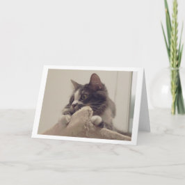 Boris de Schattigee Nubber Kat Groet Kaart