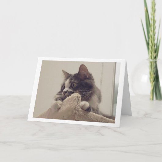 Boris de Schattigee Nubber Kat Groet Kaart (Voorkant)