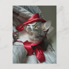 Boris het Schattigee Nubber Kat Briefkaart