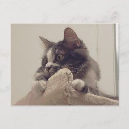 Boris het Schattigee Nubber Kat Briefkaart