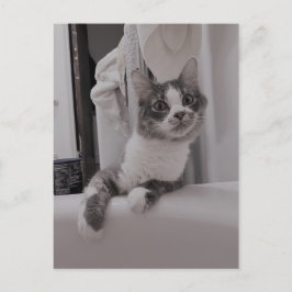 Boris het Schattigee Nubber Kat Briefkaart