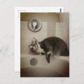 Boris het Schattigee Nubber Kat Briefkaart (Voorkant / Achterkant)