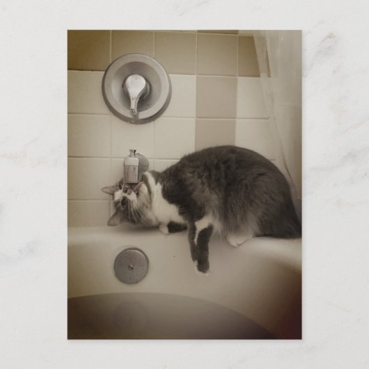 Boris het Schattigee Nubber Kat Briefkaart (Voorkant)