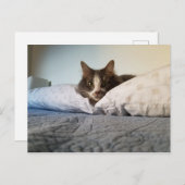 Boris het Schattigee Nubber Kat Briefkaart (Voorkant / Achterkant)