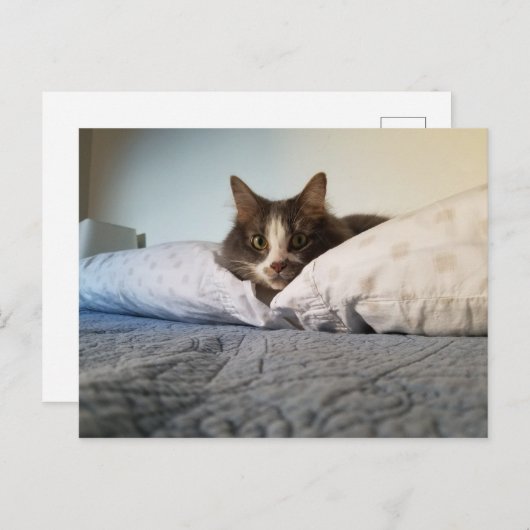 Boris het Schattigee Nubber Kat Briefkaart (Voorkant / Achterkant)