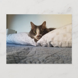 Boris het Schattigee Nubber Kat Briefkaart