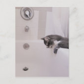 Boris the Cute Nubber Kat Briefkaart (Voorkant)