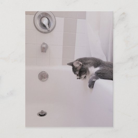 Boris the Cute Nubber Kat Briefkaart (Voorkant)