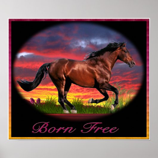 Born free horse art poster (Voorkant)