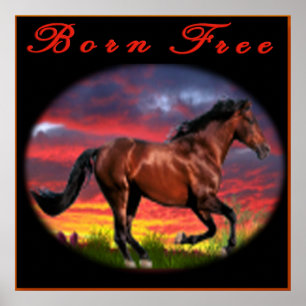 Born free Horse kunst Poster
