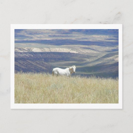 Born Free Mustang Horse Briefkaart (Voorkant)