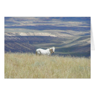 Born Free Wild Mustang Horse