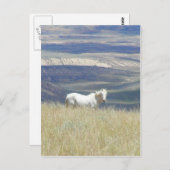 Born Free Wild Mustang Horse Briefkaart (Voorkant / Achterkant)