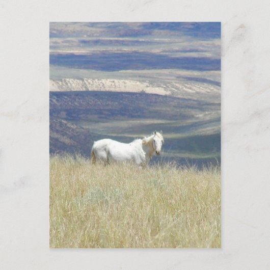 Born Free Wild Mustang Horse Briefkaart (Voorkant)