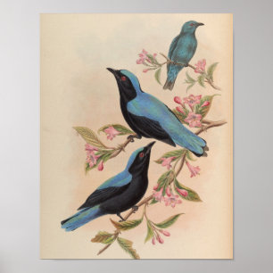 Borneaanse Fairy Bluebird door John Gould Print