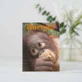 Borneo Baby Orangutan Briefkaart (Staand voorkant)