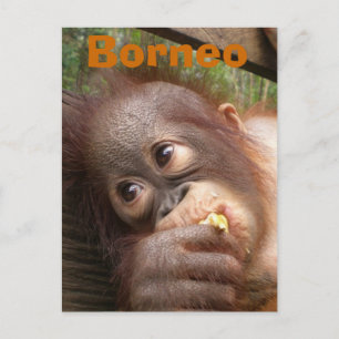 Borneo Baby Orangutan Briefkaart