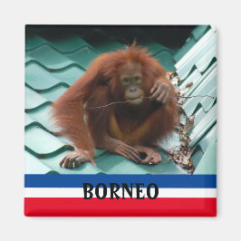 Borneo Cute Orangutan in Sepilok Souvenir Magneet