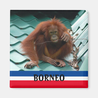Borneo Cute Orangutan in Sepilok Souvenir Magneet