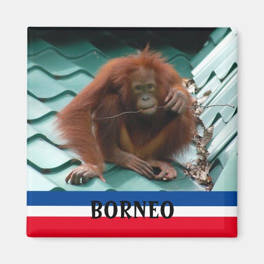 Borneo Cute Orangutan in Sepilok Souvenir Magneet (Voorkant)