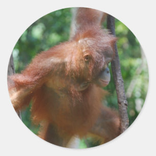 Borneo mensaap Orangutan Ronde Sticker