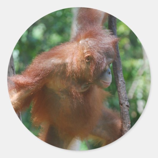 Borneo mensaap Orangutan Ronde Sticker (Voorkant)