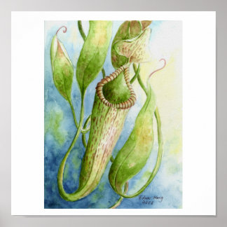 Borneo Nepenthes Waterverf Art Poster
