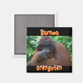 Borneo orang-oetan man in Oerwoud Magneet (Voorkant / Achterkant)