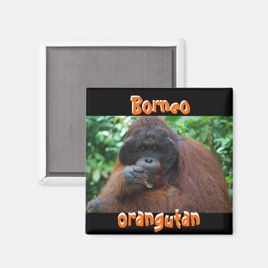 Borneo orang-oetan man in Oerwoud Magneet (Voorkant / Achterkant)