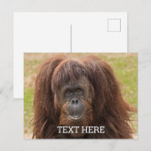Borneo orang-oetan mooie fotografie briefkaart (Voorkant / Achterkant)