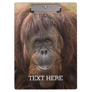 Borneo orang-oetan mooie fotografie klembord