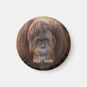 Borneo orang-oetan mooie fotografie magneet