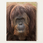 Borneo orang-oetan mooie fotografie planner (Achterkant)