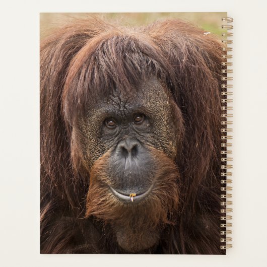 Borneo orang-oetan mooie fotografie planner (Achterkant)