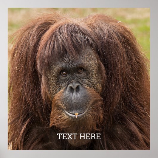 Borneo orang-oetan mooie fotografie poster (Voorkant)