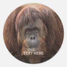 Borneo orang-oetan mooie fotografie ronde sticker