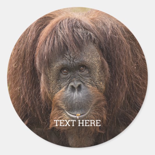 Borneo orang-oetan mooie fotografie ronde sticker (Voorkant)