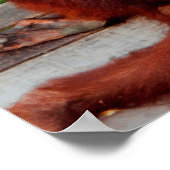 Borneo orang-oetan poster (Hoek)
