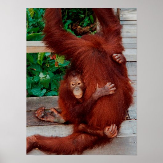Borneo orang-oetan poster (Voorkant)
