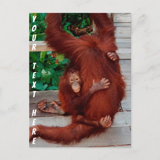  Borneo orangutan Briefkaart (Voorkant)