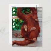 Borneo orangutan briefkaart (Voorkant / Achterkant)