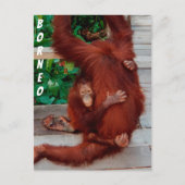 Borneo orangutan briefkaart (Voorkant)